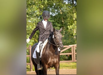 Pintos, Mare, 8 years, 14,2 hh, Black Pintos, Mare, 8 years, 14,2 hh, Black