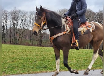 Pintos, Mare, 8 years, 15.1 hh, Pinto