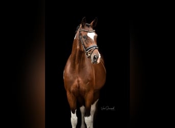 Pintos, Mare, 8 years, 16 hh, Pinto