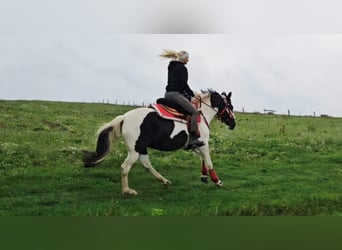 Pintos, Mare, 8 years, Pinto