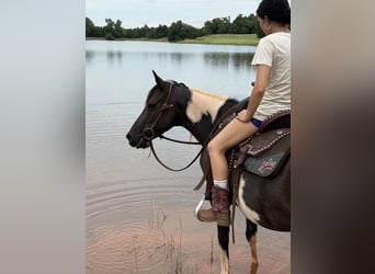 Pintos, Mare, 9 years, 14 hh