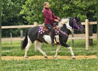 Pintos, Mare, 9 years, 14,1 hh, Gray