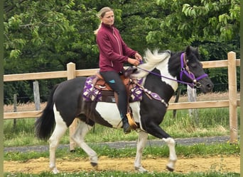 Pintos, Mare, 9 years, 14,1 hh, Gray