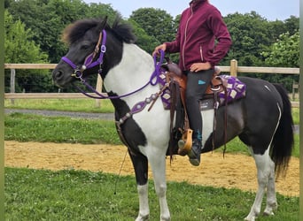 Pintos, Mare, 9 years, 14,1 hh, Gray