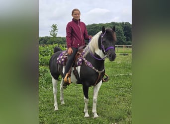 Pintos, Mare, 9 years, 14,1 hh, Gray