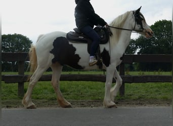Pintos, Mare, 9 years, 15.1 hh, Pinto