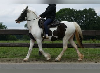 Pintos, Mare, 9 years, 15.1 hh, Pinto