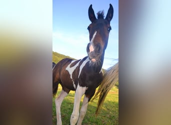 Pintos Mix, Mare, , 15,2 hh, Pinto