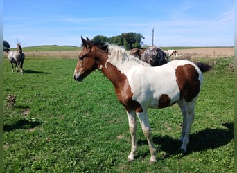 Pintos Mix, Mare, Foal (05/2026), 15.2 hh, Pinto