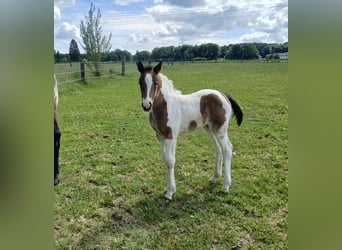 Pintos Mix, Mare, Foal (05/2026), 15.2 hh, Pinto