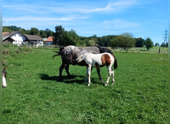 Pintos Mix, Mare, Foal (05/2026), 15.2 hh, Pinto