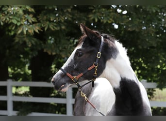 Pintos, Mare, Foal (03/2023), 16 hh, Tobiano-all-colors