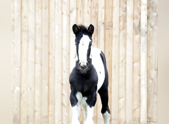 Pintos, Mare, Foal (03/2023), 16 hh, Tobiano-all-colors