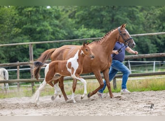 Pintos, Mare, Foal (06/2026), Pinto