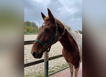 Pintos Mix, Merrie, 10 Jaar, 149 cm, Gevlekt-paard