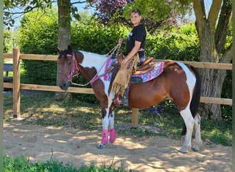 Pintos, Merrie, 10 Jaar, 150 cm, Gevlekt-paard