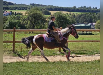 Pintos, Merrie, 10 Jaar, 150 cm, Gevlekt-paard