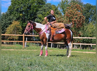 Pintos, Merrie, 10 Jaar, 150 cm, Gevlekt-paard