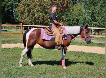 Pintos, Merrie, 10 Jaar, 150 cm, Gevlekt-paard