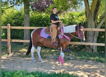 Pintos, Merrie, 10 Jaar, 150 cm, Gevlekt-paard