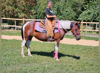 Pintos, Merrie, 10 Jaar, 150 cm, Gevlekt-paard