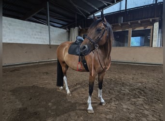 Pintos, Merrie, 10 Jaar, 153 cm, Bruin