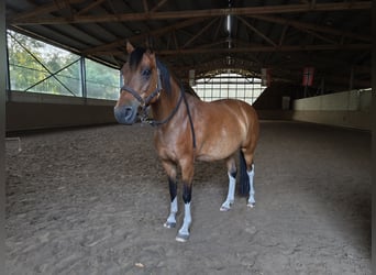Pintos, Merrie, 10 Jaar, 153 cm, Bruin