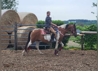 Pintos, Merrie, 10 Jaar, 153 cm, Gevlekt-paard
