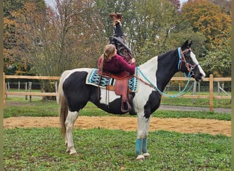 Pintos, Merrie, 10 Jaar, 160 cm, Gevlekt-paard