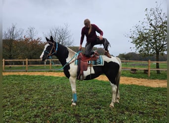 Pintos, Merrie, 10 Jaar, 160 cm, Gevlekt-paard