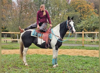 Pintos, Merrie, 10 Jaar, 160 cm, Gevlekt-paard