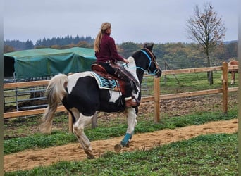 Pintos, Merrie, 10 Jaar, 160 cm, Gevlekt-paard