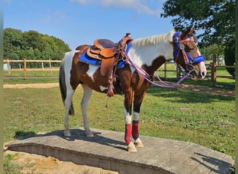 Pintos, Merrie, 11 Jaar, 150 cm, Gevlekt-paard