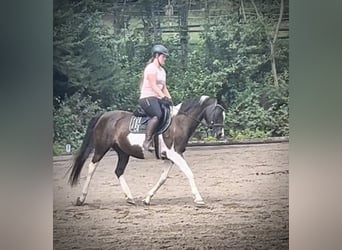 Pintos, Merrie, 11 Jaar, 158 cm, Gevlekt-paard