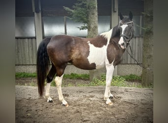 Pintos, Merrie, 11 Jaar, 158 cm, Gevlekt-paard