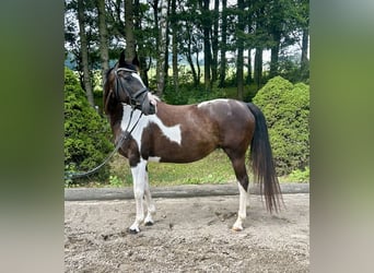 Pintos, Merrie, 11 Jaar, 158 cm, Gevlekt-paard