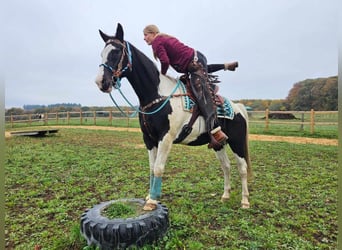 Pintos, Merrie, 11 Jaar, 160 cm, Gevlekt-paard