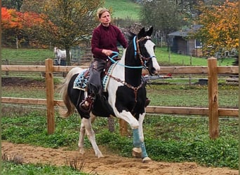 Pintos, Merrie, 11 Jaar, 160 cm, Gevlekt-paard