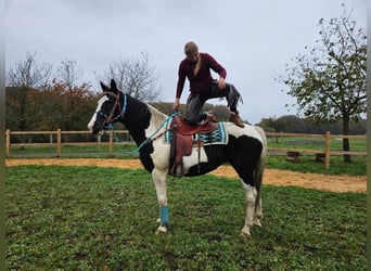 Pintos, Merrie, 11 Jaar, 160 cm, Gevlekt-paard