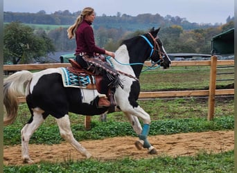 Pintos, Merrie, 11 Jaar, 160 cm, Gevlekt-paard