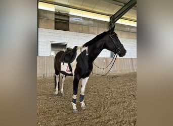 Pintos, Merrie, 11 Jaar, 170 cm, Gevlekt-paard