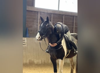 Pintos, Merrie, 11 Jaar, 170 cm, Gevlekt-paard