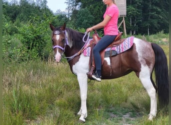 Pintos, Merrie, 12 Jaar, 153 cm, Gevlekt-paard