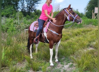 Pintos, Merrie, 12 Jaar, 153 cm, Gevlekt-paard