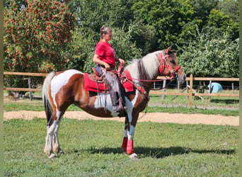 Pintos, Merrie, 12 Jaar, 153 cm, Gevlekt-paard