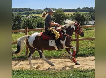 Pintos, Merrie, 12 Jaar, 153 cm, Gevlekt-paard