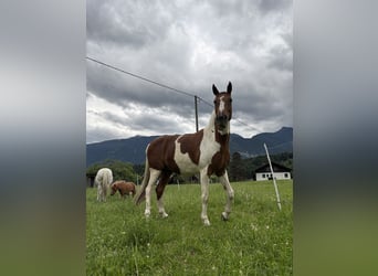 Pintos, Merrie, 12 Jaar, 170 cm, Gevlekt-paard