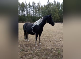 Pintos, Merrie, 13 Jaar, 154 cm