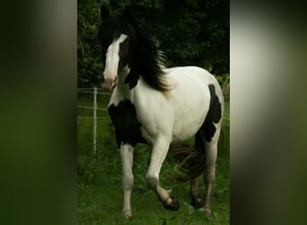 Pintos, Merrie, 13 Jaar, 160 cm, Gevlekt-paard