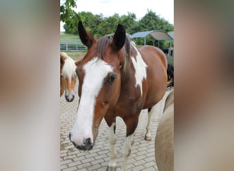 Pintos, Merrie, 13 Jaar, 165 cm, Donkerbruin